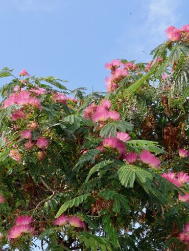 Les avantages des arbustes persistants en plein soleil