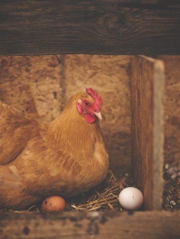 causes et solutions des poules ne pondent plus