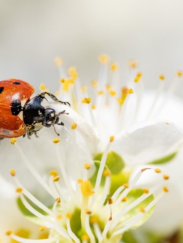 guide complet pour débutants en élevage de coccinelles