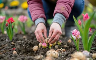 planter des bulbes en automne pour un jardin coloré au printemps